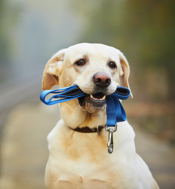 Dog with golden fur outside holding a blue leash in its mouth